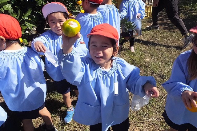 10 29 みかん狩り遠足 学校法人 津久井浜学園 津久井幼稚園